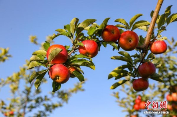 中岩投资 （乡村行·看振兴）山西高平：瓜果飘香采摘忙 特色果蔬绘“丰”景